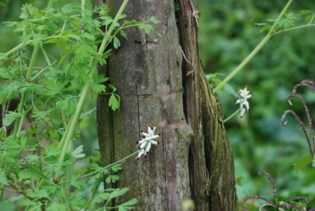 piante da determinare - Fumaria sp.